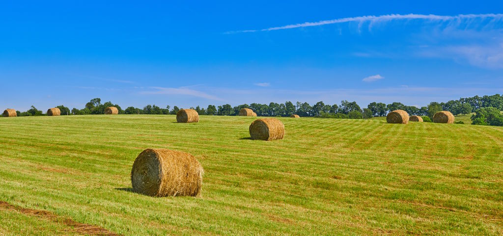 Round Hay Bales in a Field Round Hay Bales in a Field